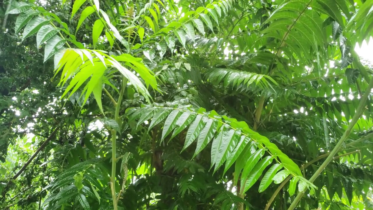 雨水落在一片绿叶上视频素材