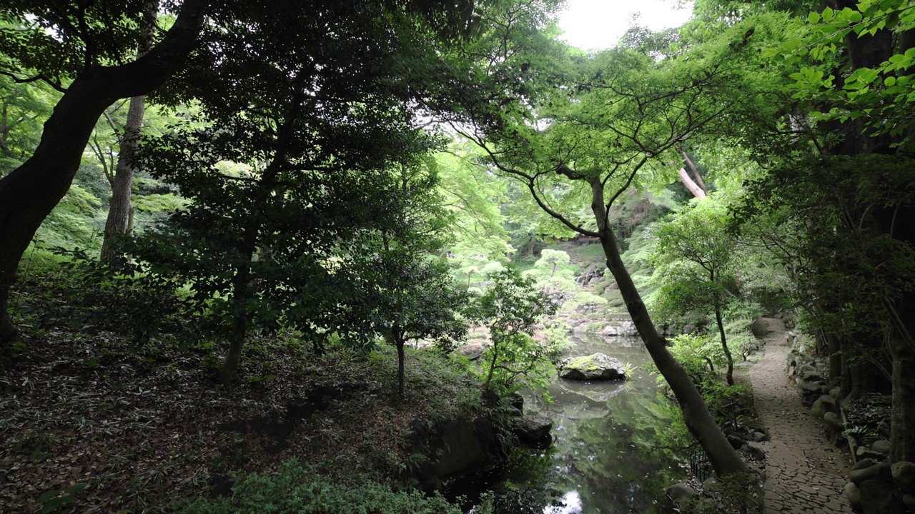 夏日阳光明媚的日子里，东宫花园的日式花园池塘视频素材