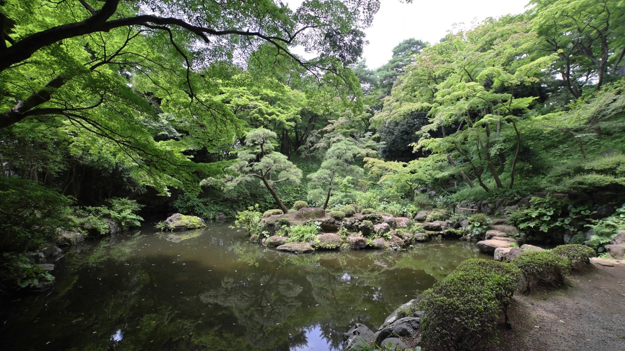 日本庭园池塘，在夏天阳光明媚的一天广角拍摄视频素材