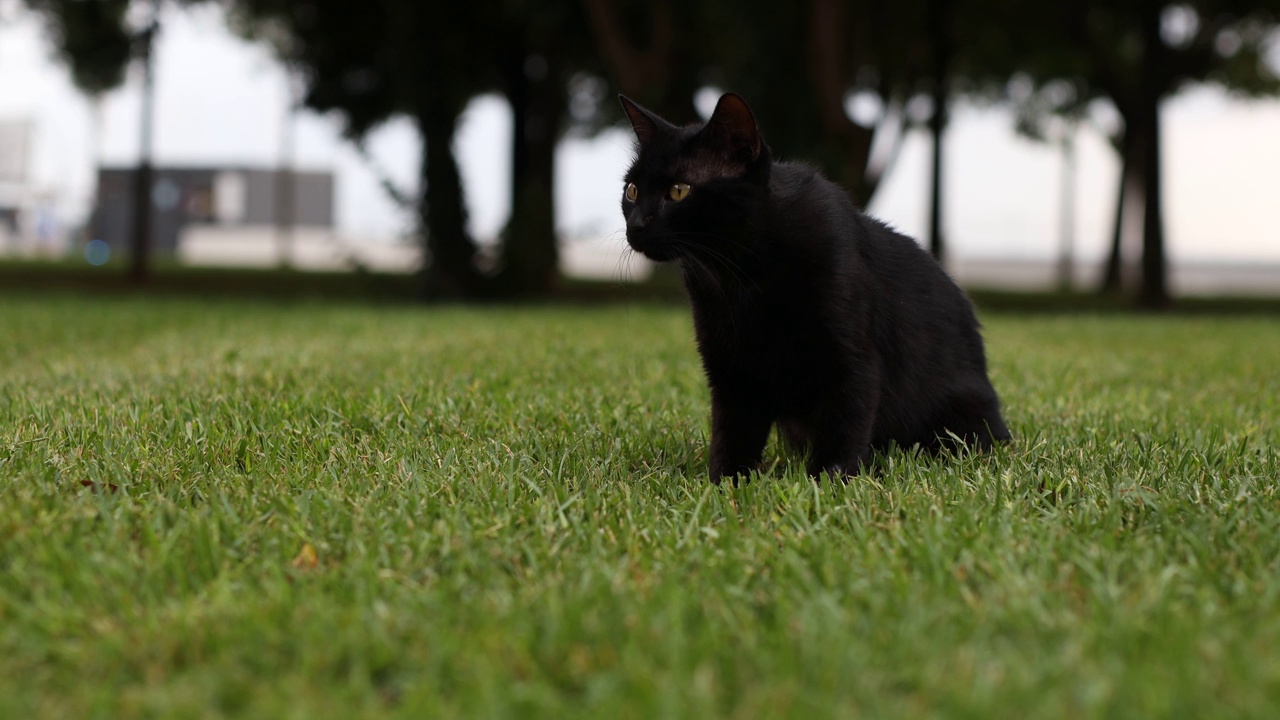 一只腿受伤的流浪黑猫在公园草地上行走视频下载