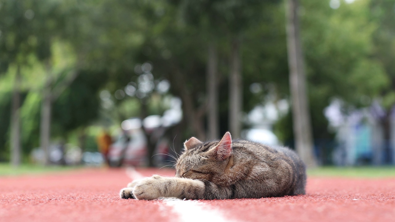 懒猫躺在公园里视频素材