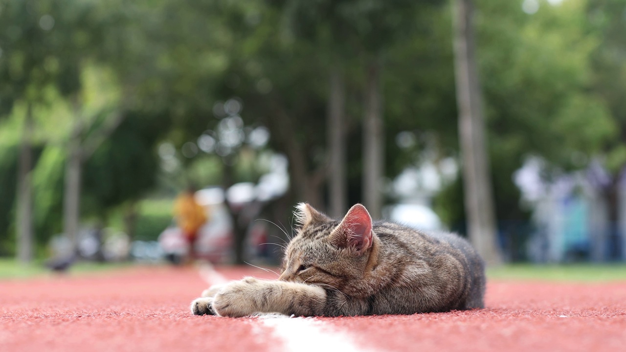 懒猫躺在公园里视频素材