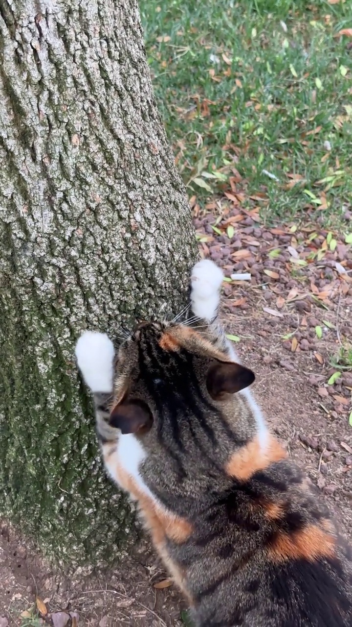 一只流浪猫在公园里轻轻地抓着一棵树视频素材