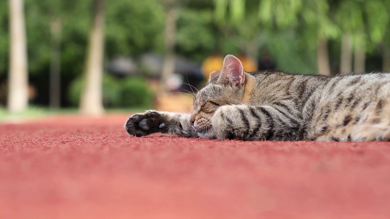 懒猫躺在公园里视频素材