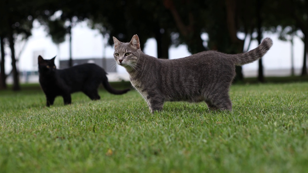 公园里的两只流浪猫视频素材