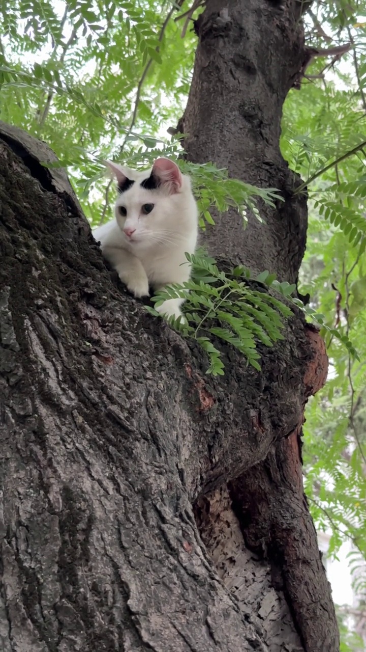 猫从公园的树顶往外看视频素材