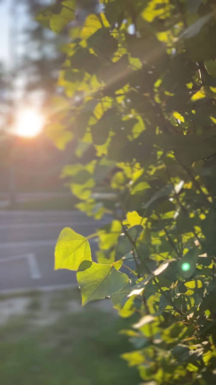 阳光下的树叶视频素材