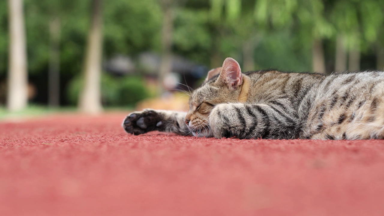 懒猫躺在公园里视频下载