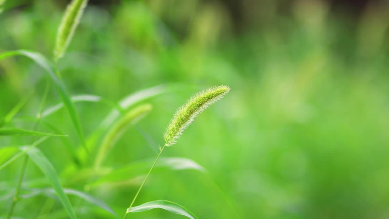 绿狐尾在风中摇曳视频素材