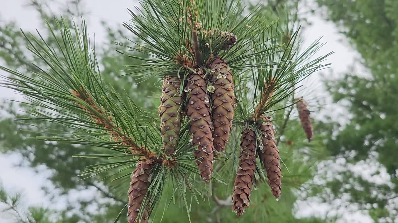 松果挂在针叶树上，随风摇曳视频素材