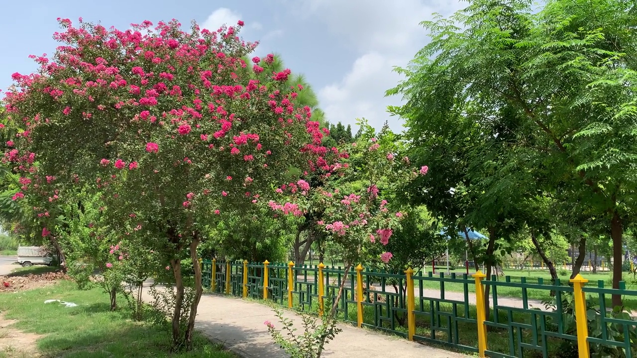 美丽的自然景色，盛开着粉红色的花朵，盛开着丁香花，粉红色的叶子郁郁葱葱，美丽的粉红色花朵在风中飘扬。视频素材