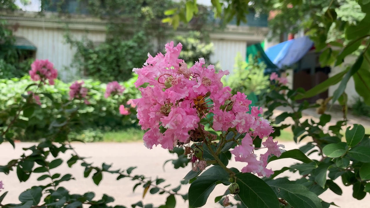 美丽的自然景色，盛开着粉红色的花朵，盛开着丁香花，粉红色的叶子郁郁葱葱，美丽的粉红色花朵在风中飘扬。视频素材