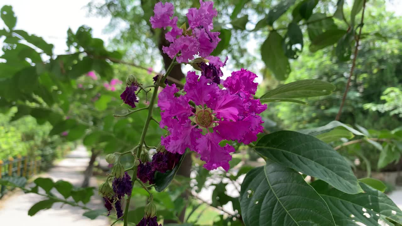 美丽的紫花盛开的春天，紫丁香紫色的花在风中摇曳。紫色的花朵盛开在树枝上。视频素材