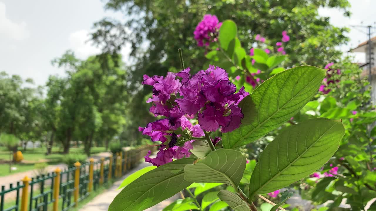 美丽的紫花盛开的春天，紫丁香紫色的花在风中摇曳。紫色的花朵盛开在树枝上。视频素材