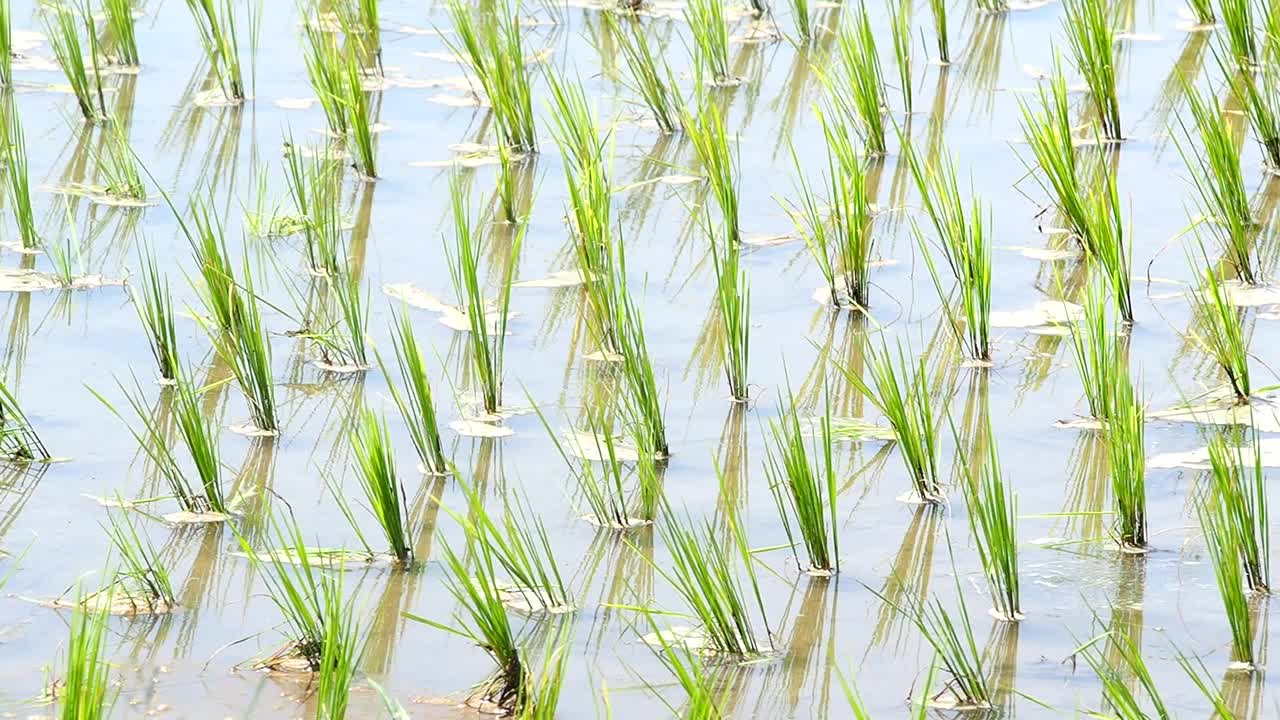 水稻在稻田里发芽视频素材