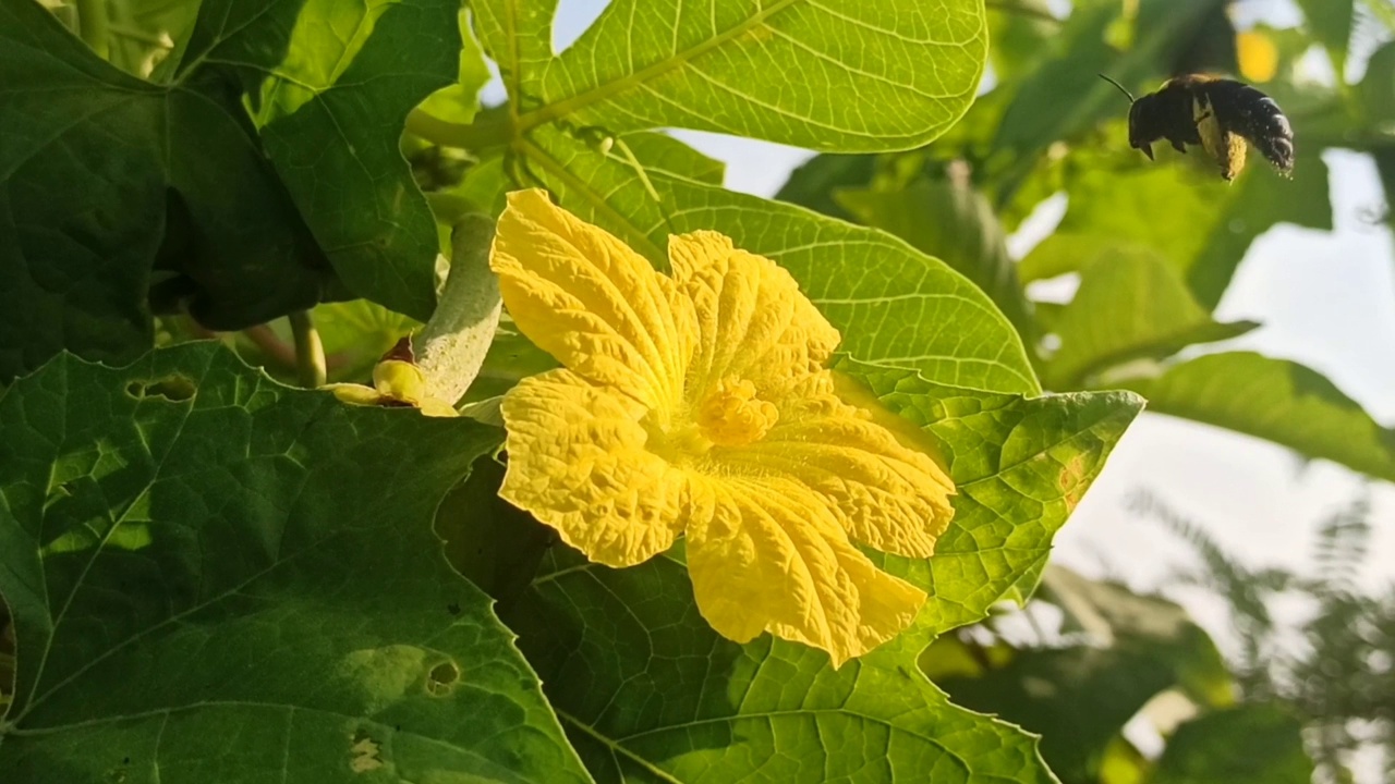 维斯塔大黄蜂在帕雷亚花上视频素材