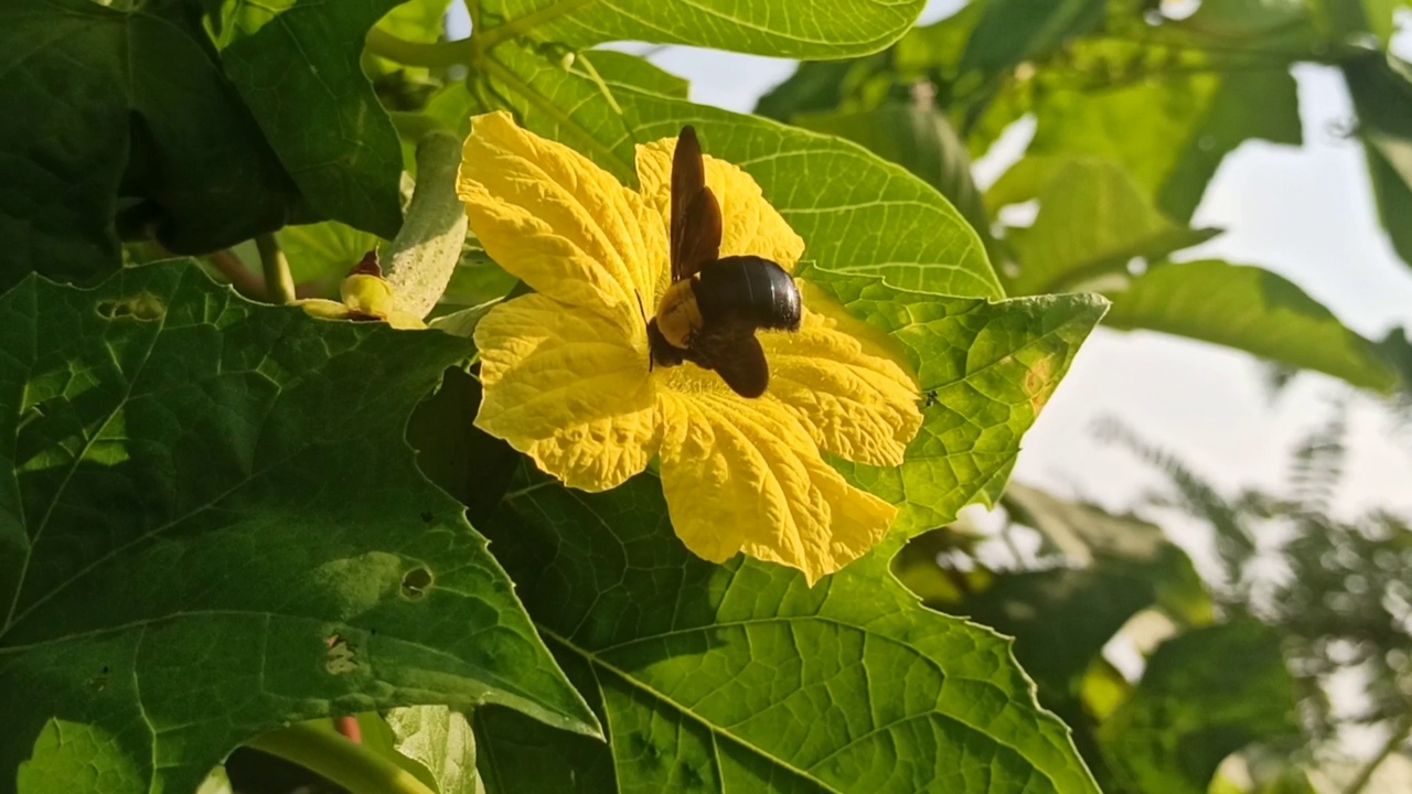 维斯塔大黄蜂在帕雷亚花上视频素材