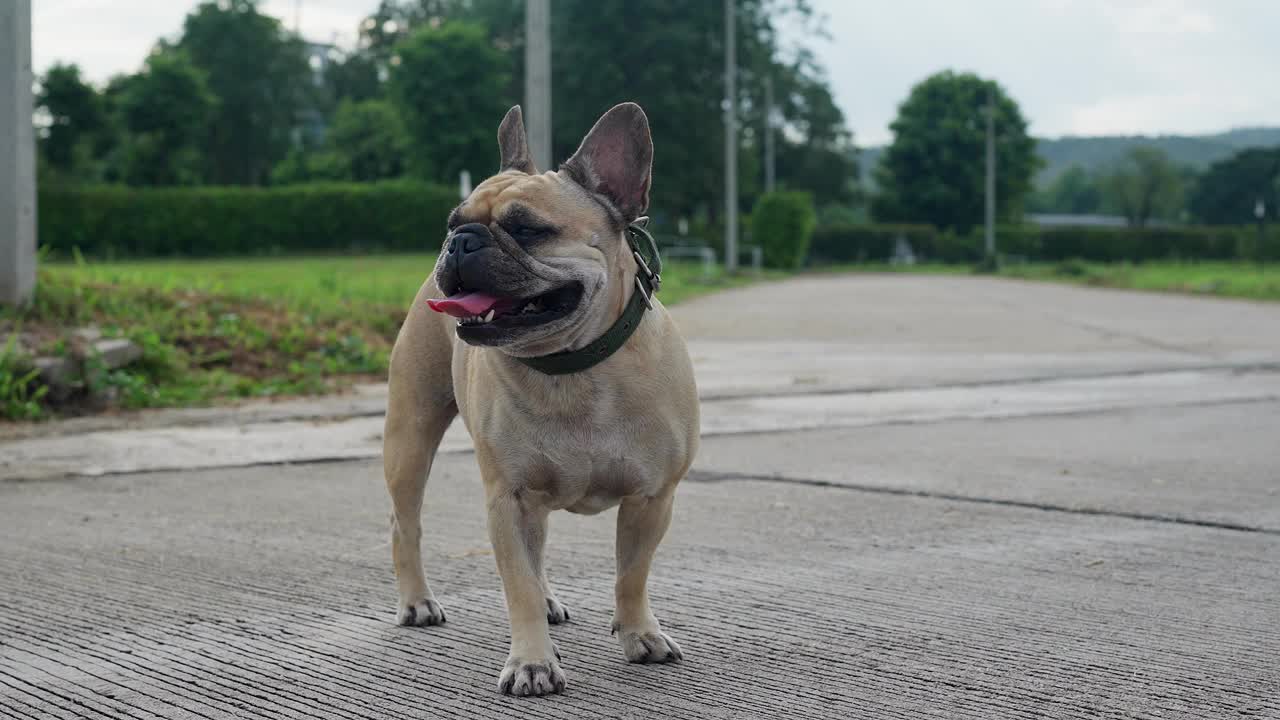 一只大口喘气的法国斗牛犬站在街上。视频素材