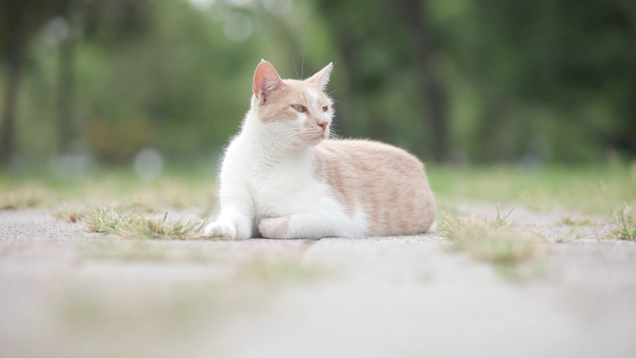 姜白色的流浪猫在地上四处张望。视频素材