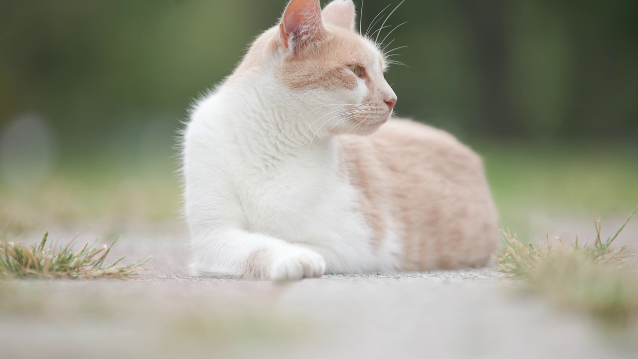 姜白色的流浪猫在地上四处张望。视频素材