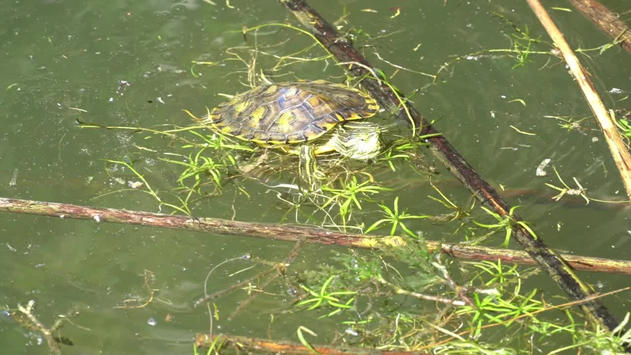 小红耳滑鼠在池塘里游泳视频素材