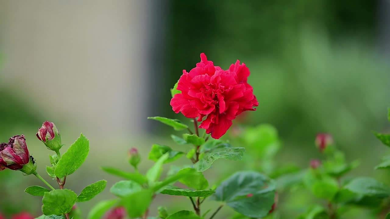 木槿花特写视频素材