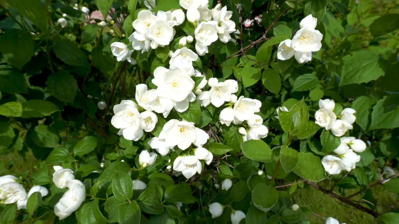 夏天花园里的茉莉花丛开着白色的花视频素材