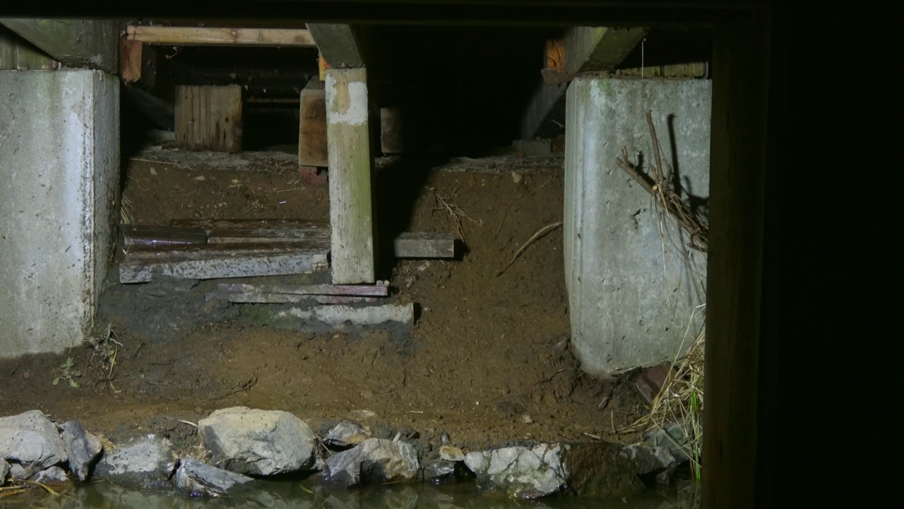 水獭从水中升起，走向陆地/韩国京畿道安山市檀园区视频素材