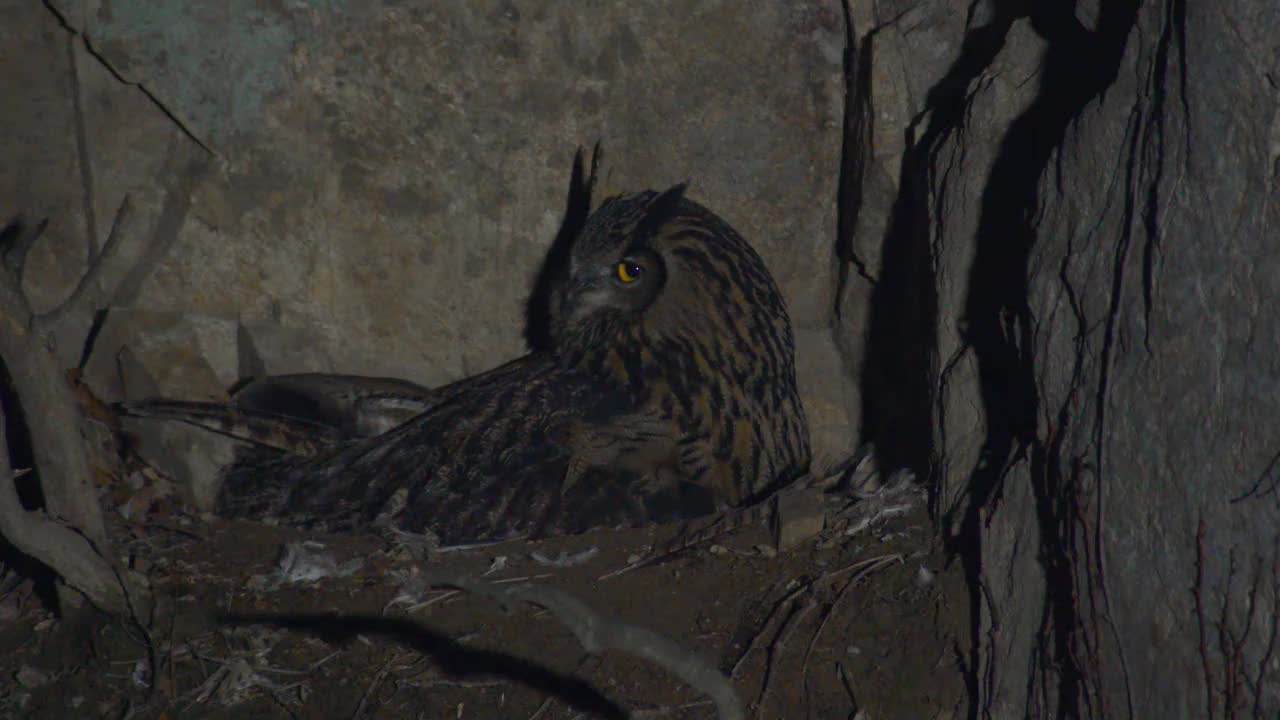 雌性欧亚鹰鸮(Bubo Bubo)生育幼崽/ Danwon-gu, Ansan-si，京畿道，韩国视频素材