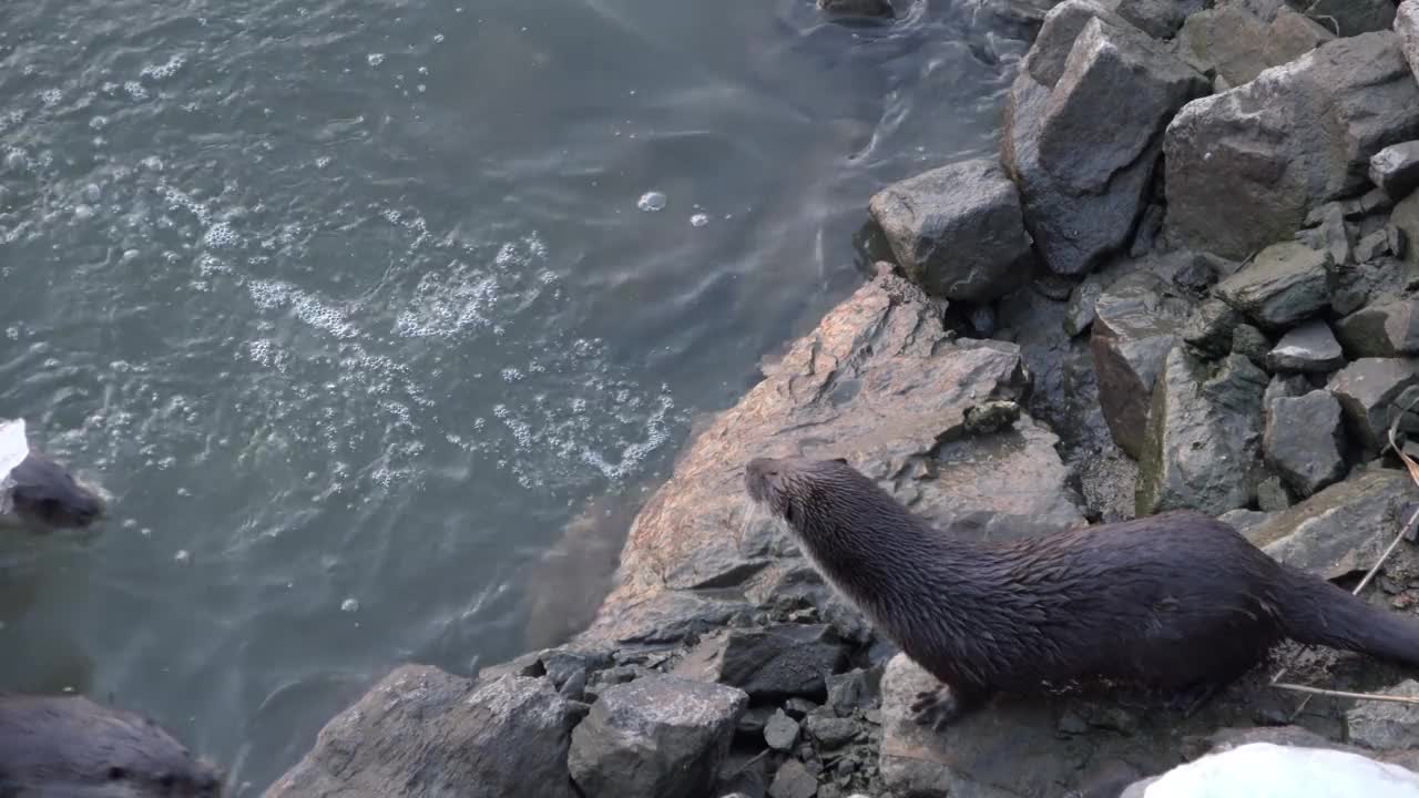 浮出水面的三只水獭(水獭科)/韩国京畿道安山市檀园区视频素材