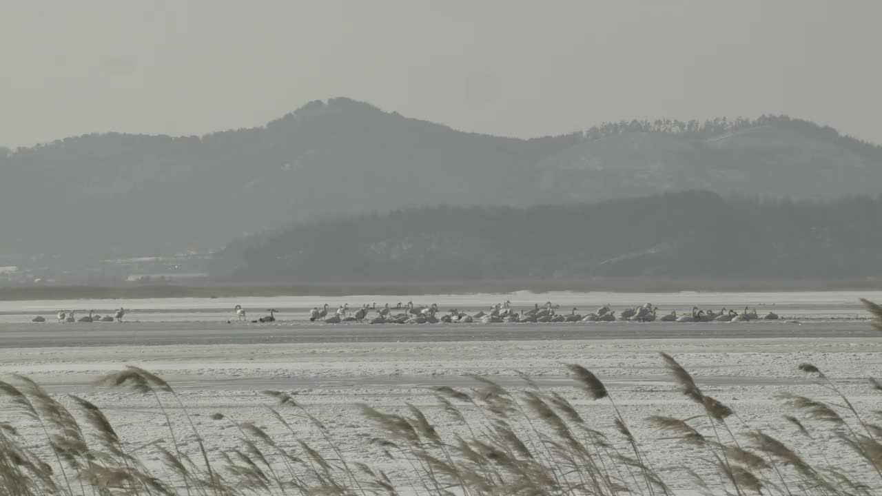 芦苇和大天鹅(Cygnus Cygnus)在冰冻的湖/檀园区，安山市，京畿道，韩国视频素材