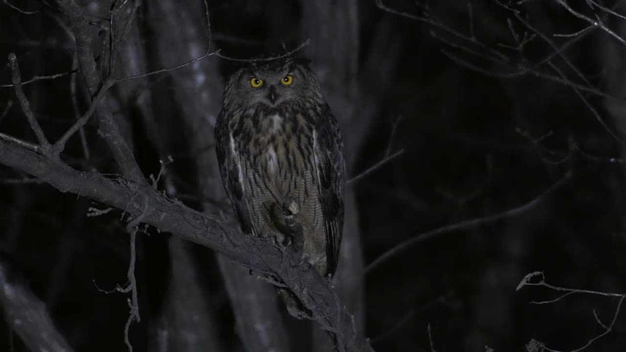 欧亚鹰鸮(Bubo Bubo)凝视/韩国京畿道安山市檀园区视频素材