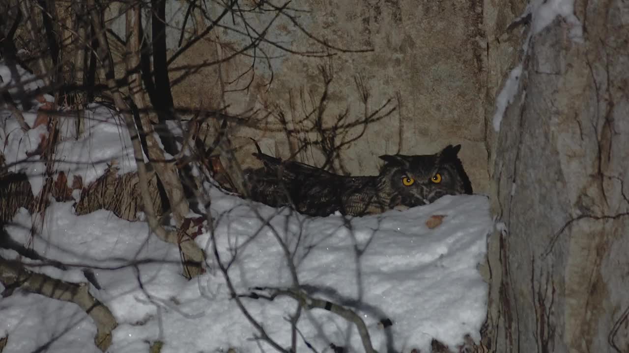 雌性欧亚鹰鸮(Bubo Bubo)在白雪皑皑的巢中转头/韩国京畿道安山市檀园区视频素材