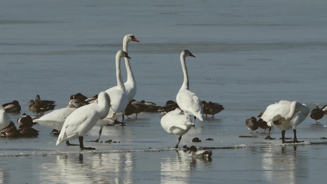 大天鹅(Cygnus Cygnus)和黑天鹅(Cygnus atratus) /韩国京畿道安山市檀园区视频素材