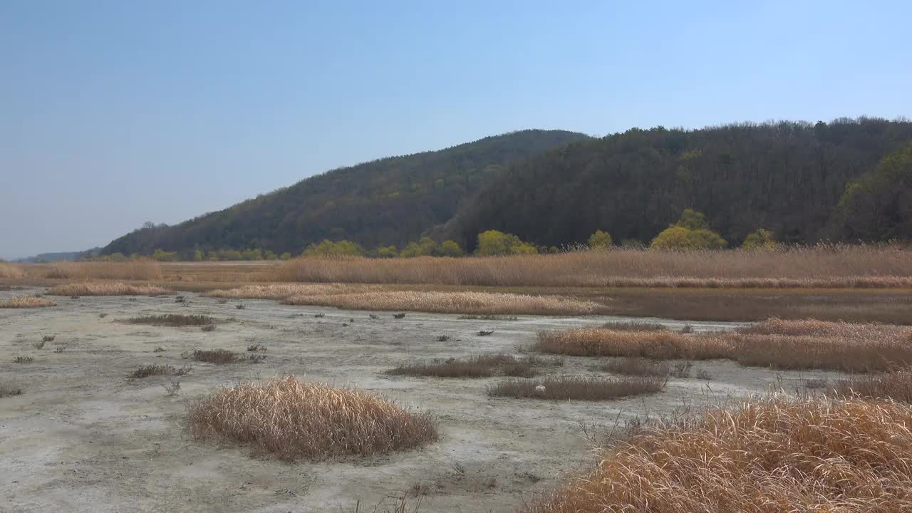 鸟类芦苇栖息地/韩国京畿道安山市檀园区视频素材