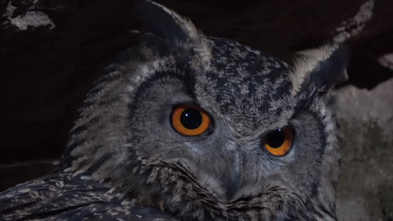 雌性欧亚鹰鸮(Bubo Bubo)在巢中转头/韩国京畿道安山市檀园区视频素材