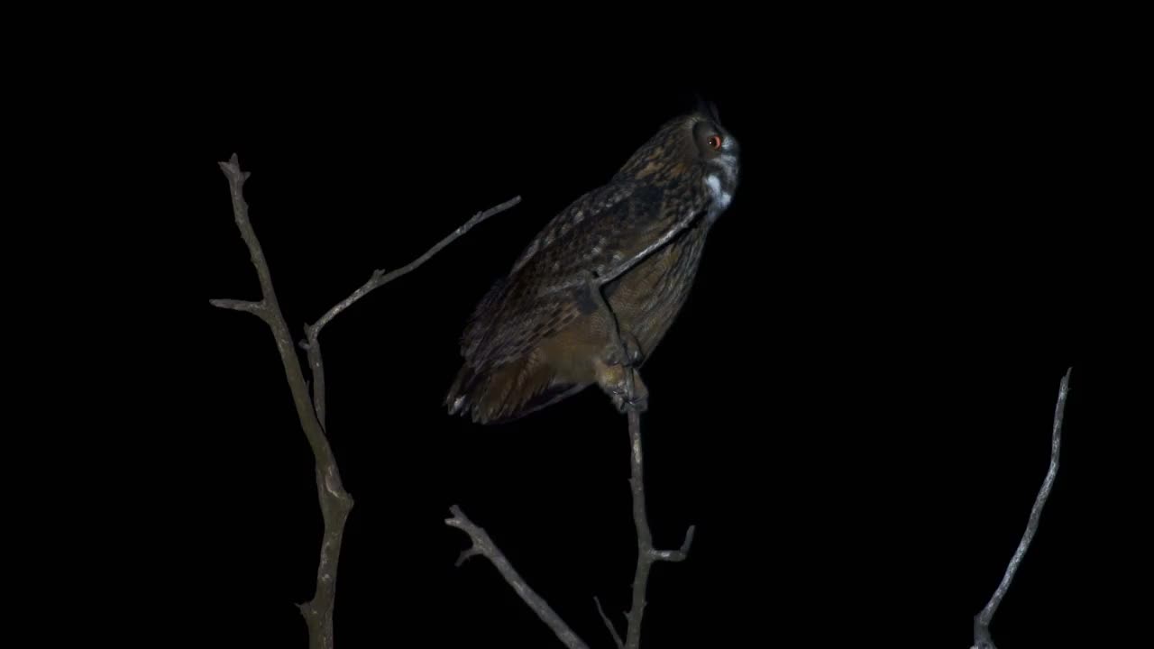 夜间在树上哭泣的雄性欧亚鹰鸮(Bubo Bubo) /韩国京畿道安山市檀园区视频素材