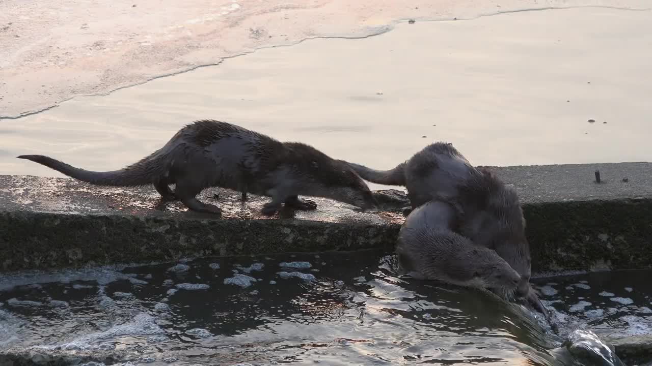 水路上的三只水獭(水獭科)/韩国京畿道安山市檀园区视频素材