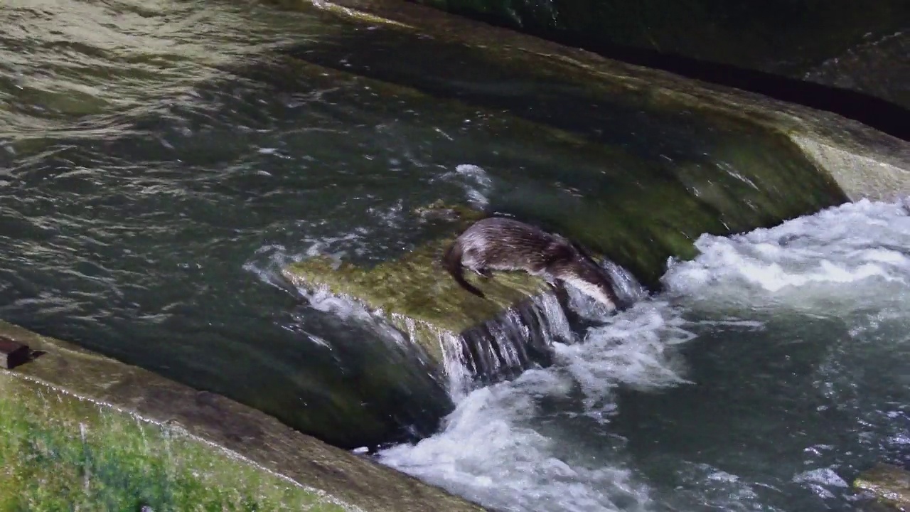 在海岸漫步的小水獭/韩国京畿道安山市檀园区视频素材