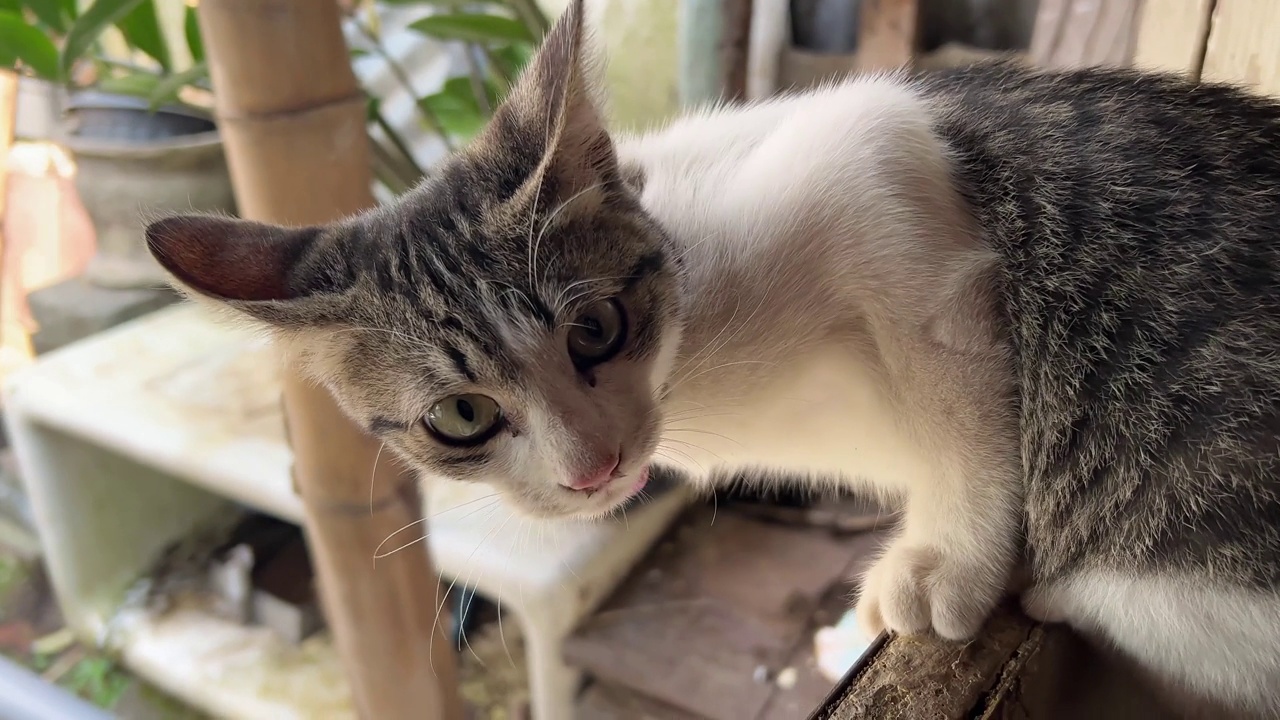 长着条纹毛的猫。视频下载