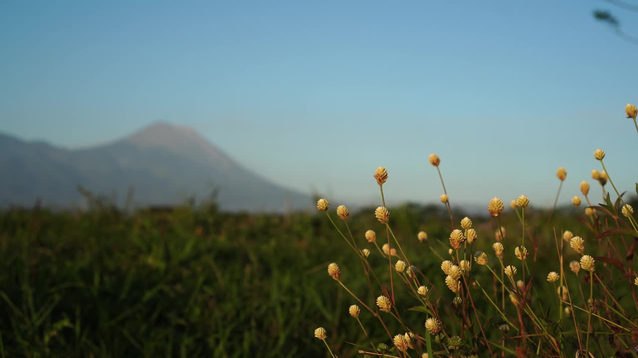 田间的互花草视频素材