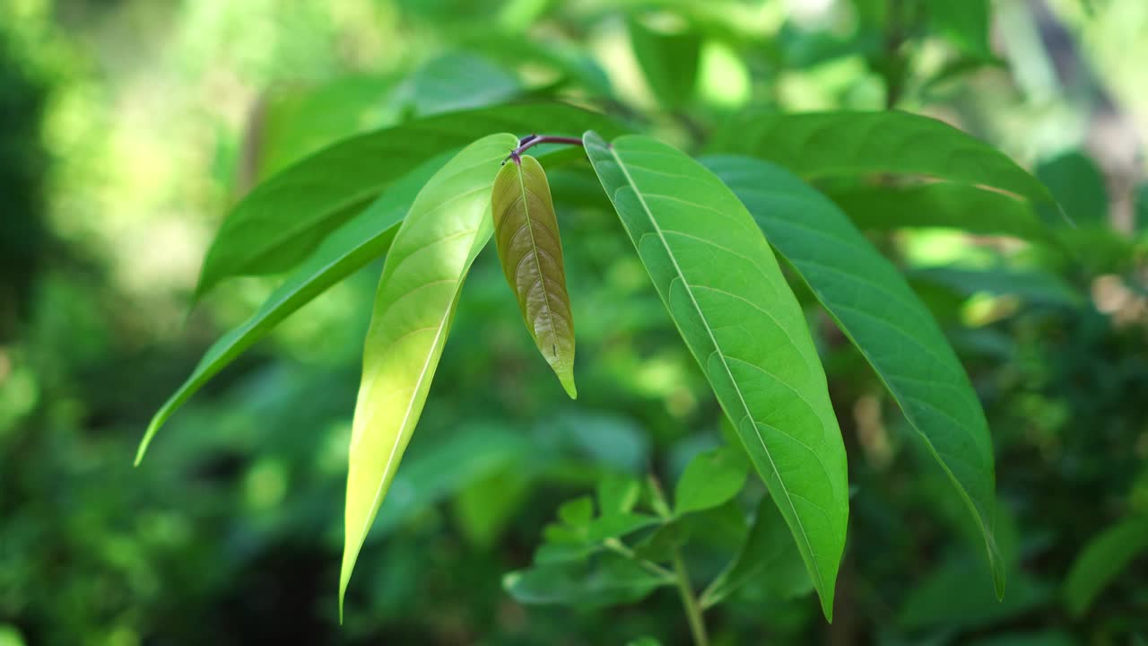 苏门答腊Glochidion的叶子摇摆视频素材