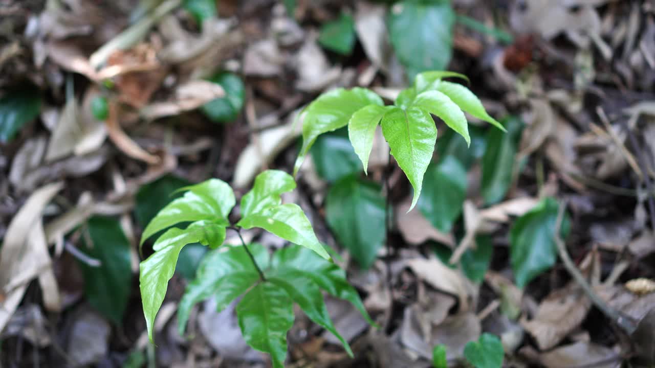 森林中的三叶草视频素材