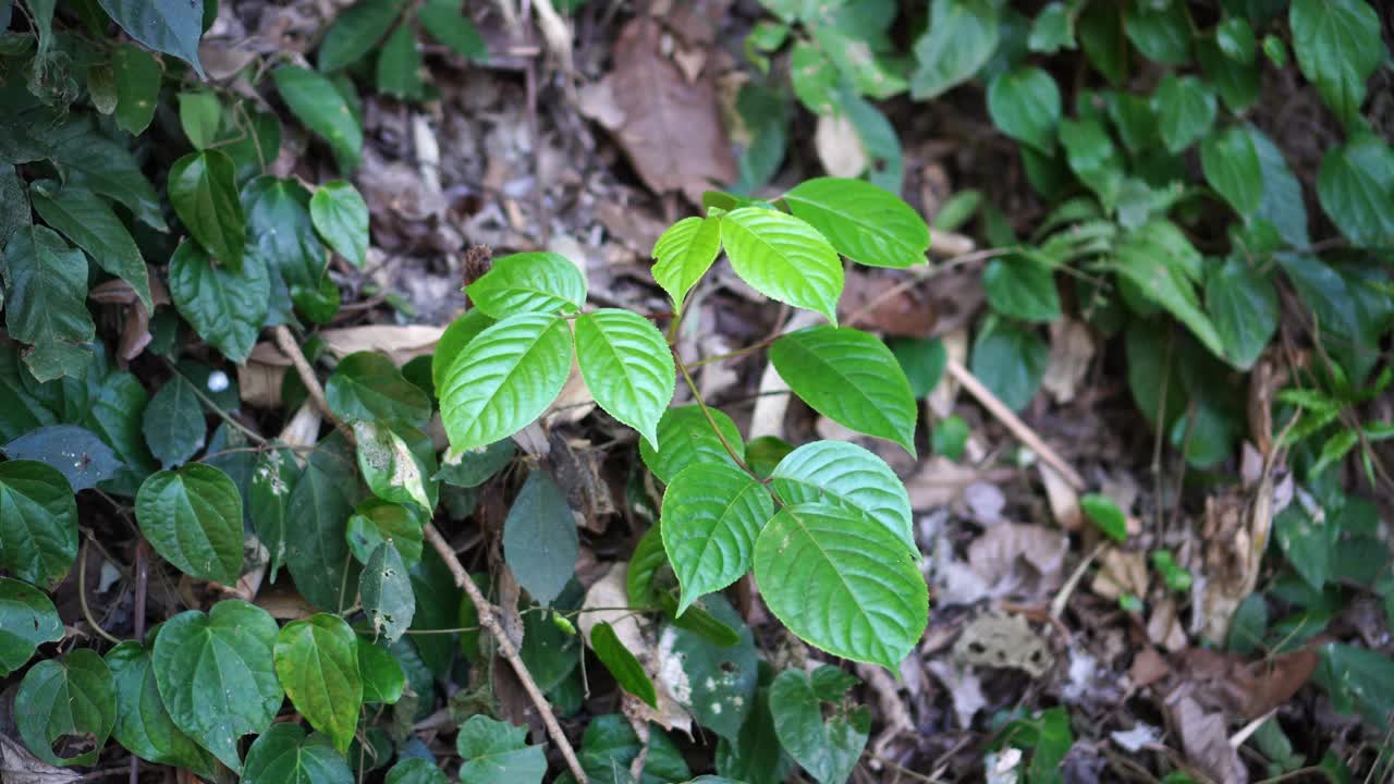 森林里的爪哇比肖菲亚视频素材