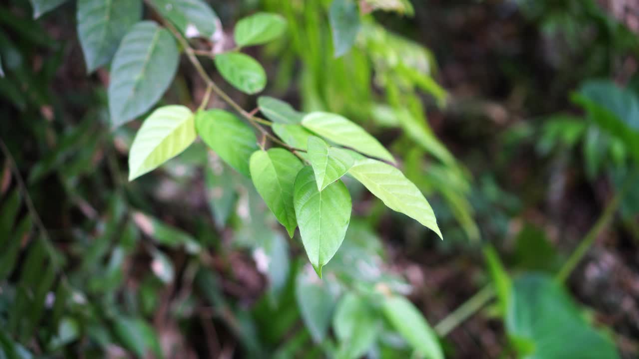 森林里的台湾大鼠视频素材