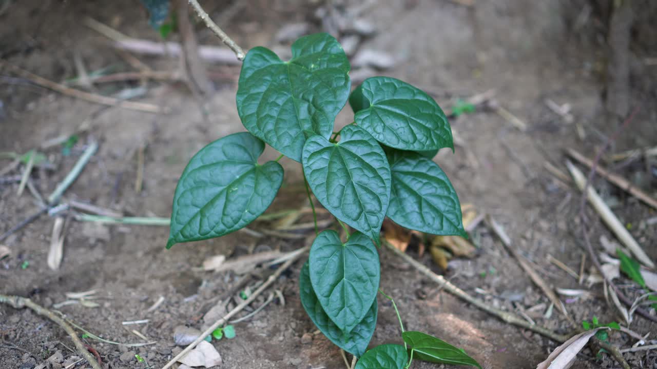 被风吹过的番茄孢子虫视频素材