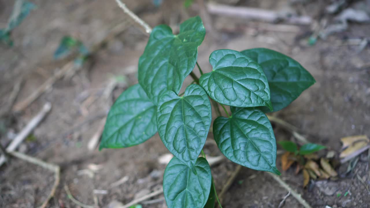 被风吹过的番茄孢子虫视频素材