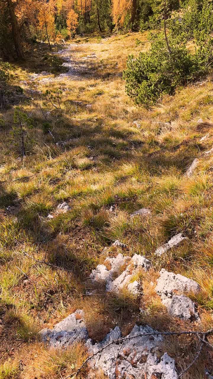 美丽的山湖景观，金色的落叶松在秋天视频素材