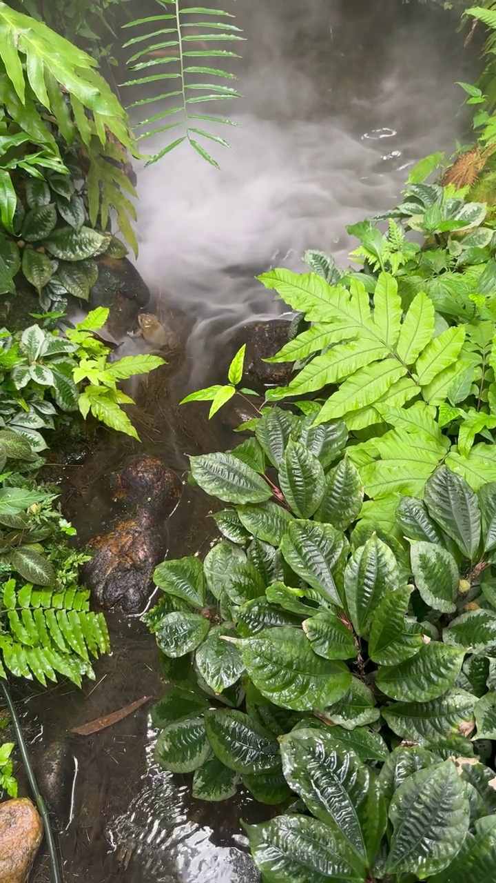 池塘里的锦鲤有烟，后院有装饰。天然的家庭花园。视频素材