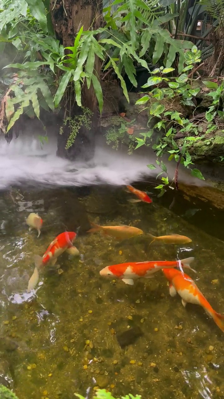 池塘里的锦鲤有烟，后院有装饰。天然的家庭花园。视频素材